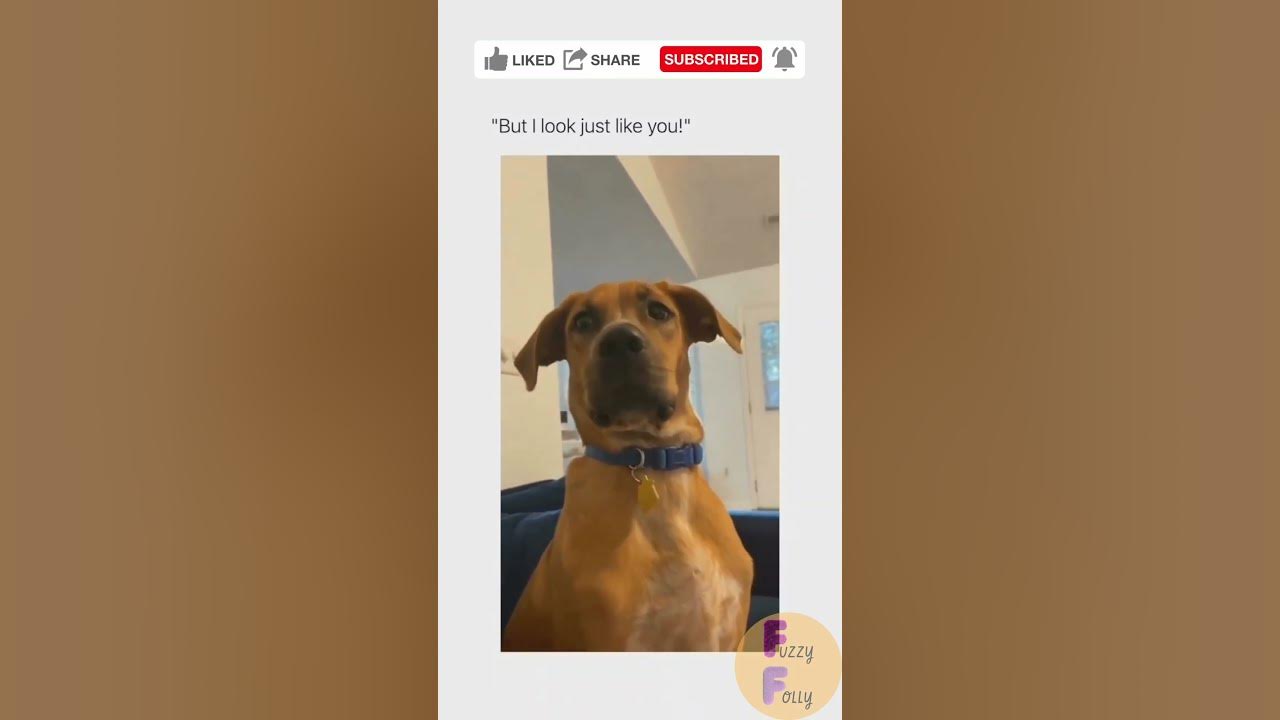 Funniest TikTok Dog Videos 2023 Part 157 shorts youtubeshorts funniest-tiktok-dog-videos-2023-part-157-shorts-youtubeshorts