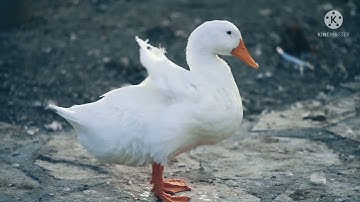 Ducks quacking, eating and splashing on the river & Relaxing Sounds of Nature