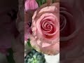 #CUTE regalo de amor #francinatra @JesseniaBoor #short @jeseniaboor  #flores #rosa #natural #love