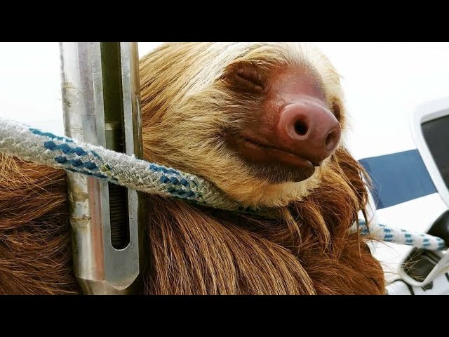 Sleeping sloth on a sailboat, a good memory from Panama – Sailing Seatramp