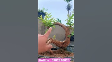 TÁC PHẨM Ổi Dáng Chữ Tâm .