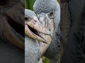Shoebill Parents Protect Their Chick 🦅🐣 #shorts #shoebill #wildlife #nature #animals #bird #swamp