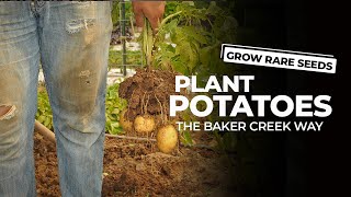 Plant Potatoes the Baker Creek Way