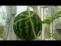Влог: на карантине / Как вырастить арбуз из косточки в домашних условиях. watermelon