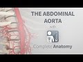 The Abdominal Aorta | Complete Anatomy