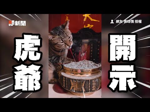 貓抽香腳「晃頭畫符」💥站神桌嚴肅臉開示！｜寵物動物｜貓咪｜搞笑｜精選影片