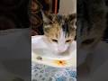#cat #petcareprovider #pets #studywithmeandmycat