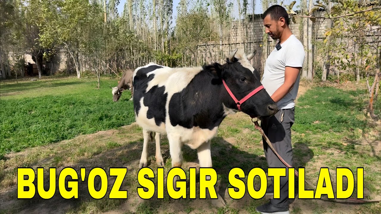 +998 90 904 40 01 BIRINCHI QORIN BUG’OZ SIGIR SOTILADI
