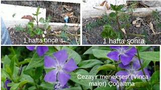 Büyük Cezayir menekşesi (Vinca major) Kökten Ayırmayla Çoğaltma Çok Basit