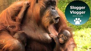 Male Orangutan Shows Interest In Mum And Both Babies