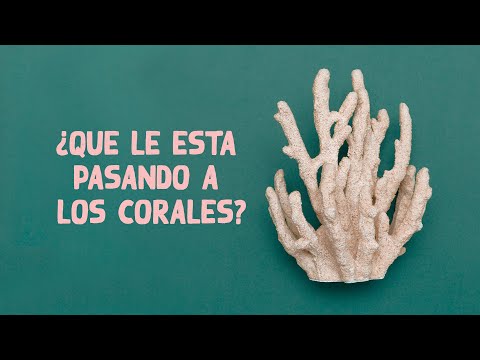 ¿Por que se blanquean los corales ? 😔👋🏼