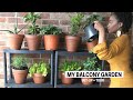 My Apartment Balcony Vegetable Garden | Container Gardening Beginner Tips, Set-Up & Tour