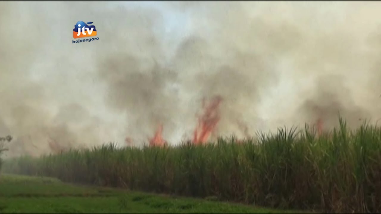 Ratusan Hektar Lahan Tebu Terbakar Sketsa Bengawan YouTube