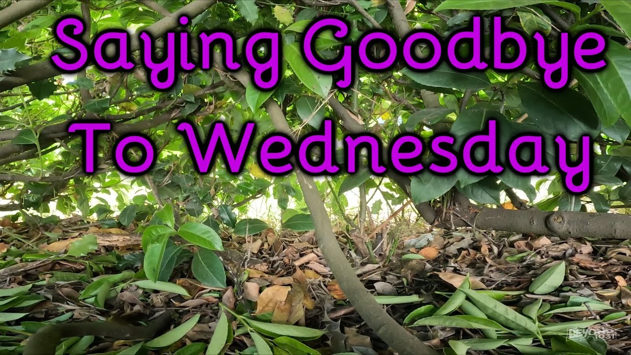 Saying Goodbye To Wednesday [Day 4598 - 06.03.23]