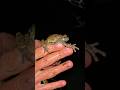 Avezvous dj entendu ce son wildlife wildlifebiologist herping quebec amphibiens hylidae