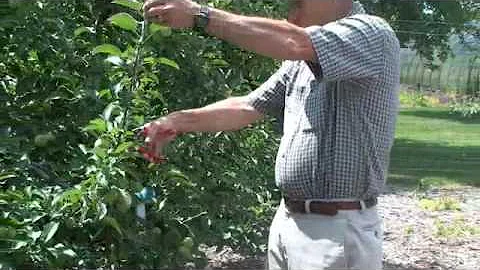 Summer Apple Tree Pruning