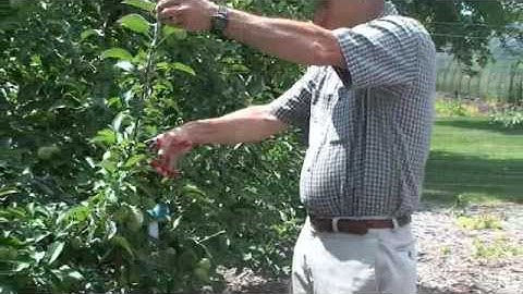 Summer Apple Tree Pruning