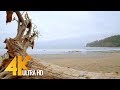 4K Ocean Views from Third Beach Trail with Ocean Sounds, Olympic National Park - 10Bit Color Video