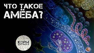 Что такое Амеба?