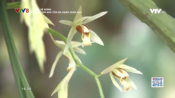 Bảo vệ rừng: Kon Tum bảo tồn đa dạng sinh học