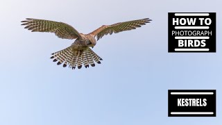 How to Photograph Kestrels