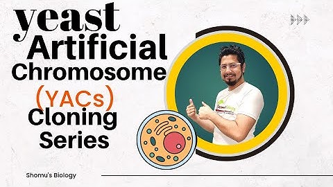 Yeast artificial chromosomes | YAC vector