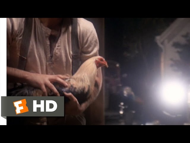 The Day of the Locust (7/9) Movie CLIP - Cockfight (1975) HD class=