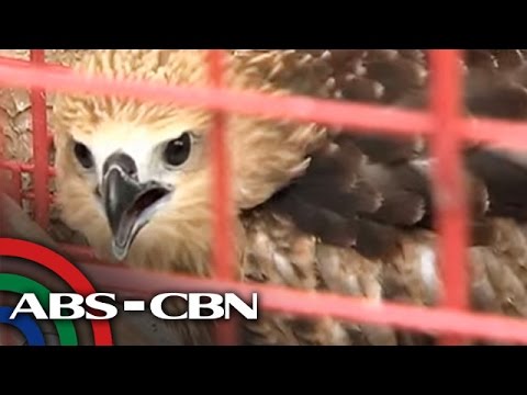TV Patrol: Mga endangered na hayop, nailigtas sa Cavite