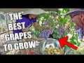 What's The Best Grape Vine To Grow At Home For Eating? Our Pick 🍇