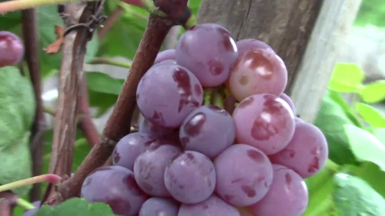 Can We Grow GRAPE in Central Florida (Orlando)? YOU MUST SEE YouTube