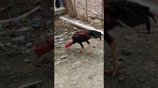 83+ Gambar Ayam Tidur Songgo Bumi Paling Keren 83+ Gambar Ayam Tidur Songgo Bumi Paling Keren