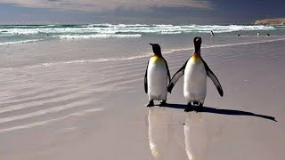 Funny and cute Penguin videos compilation Penguins Fail