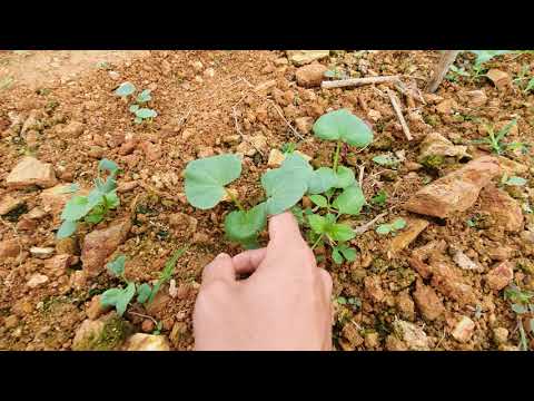 Video: Thông tin về cây trồng Lavatera - Cách trồng cây hoa cẩm quỳ Lavatera