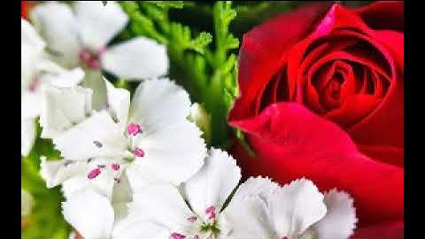 Traducción de Surat Al-Nas al español -- ترجمة سورة الناس الى اللغة الاسباني