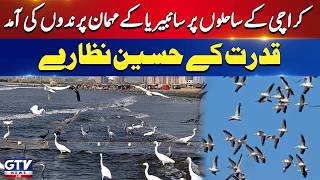 Breaking: Thousands of Siberian Birds Reach Karachi’s Beaches | Beautiful Scenes at Sea View | GTV