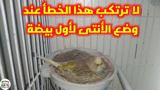 لا ترتكب هذا الخطأ عند وضع أنثى الكناري أول بيضة