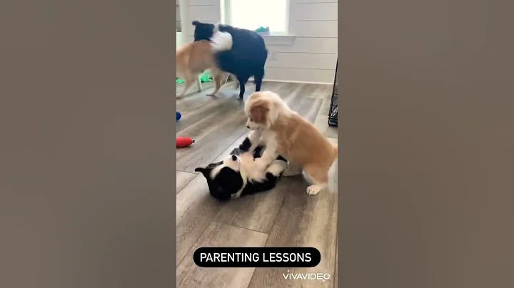 Puppy Homeschool - Following in their parents paw ...