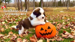 St.Bernard puppy comes for Halloween | Big dog's life in the
