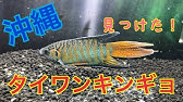 パラダイスフィッシュついに産卵 Youtube パラダイスフィッシュついに産卵 Youtube