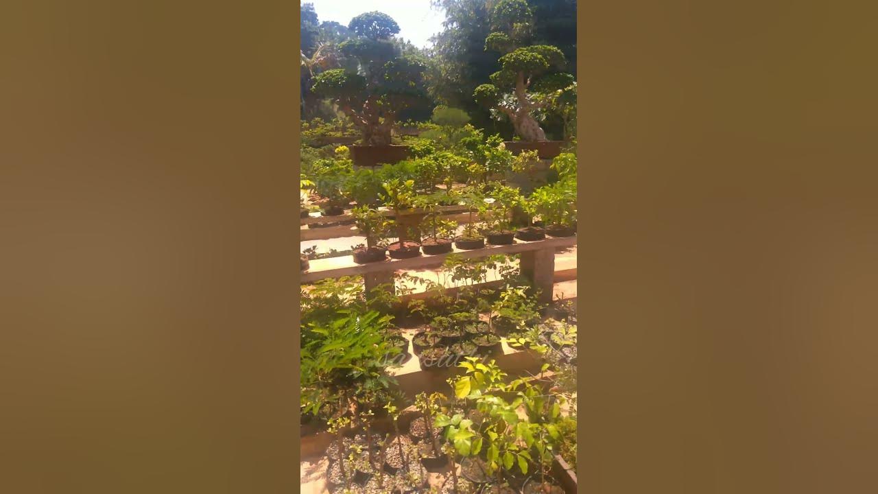 Bonsai Plants • Kuzhipallam Botanical Garden • Trivandrum YouTube