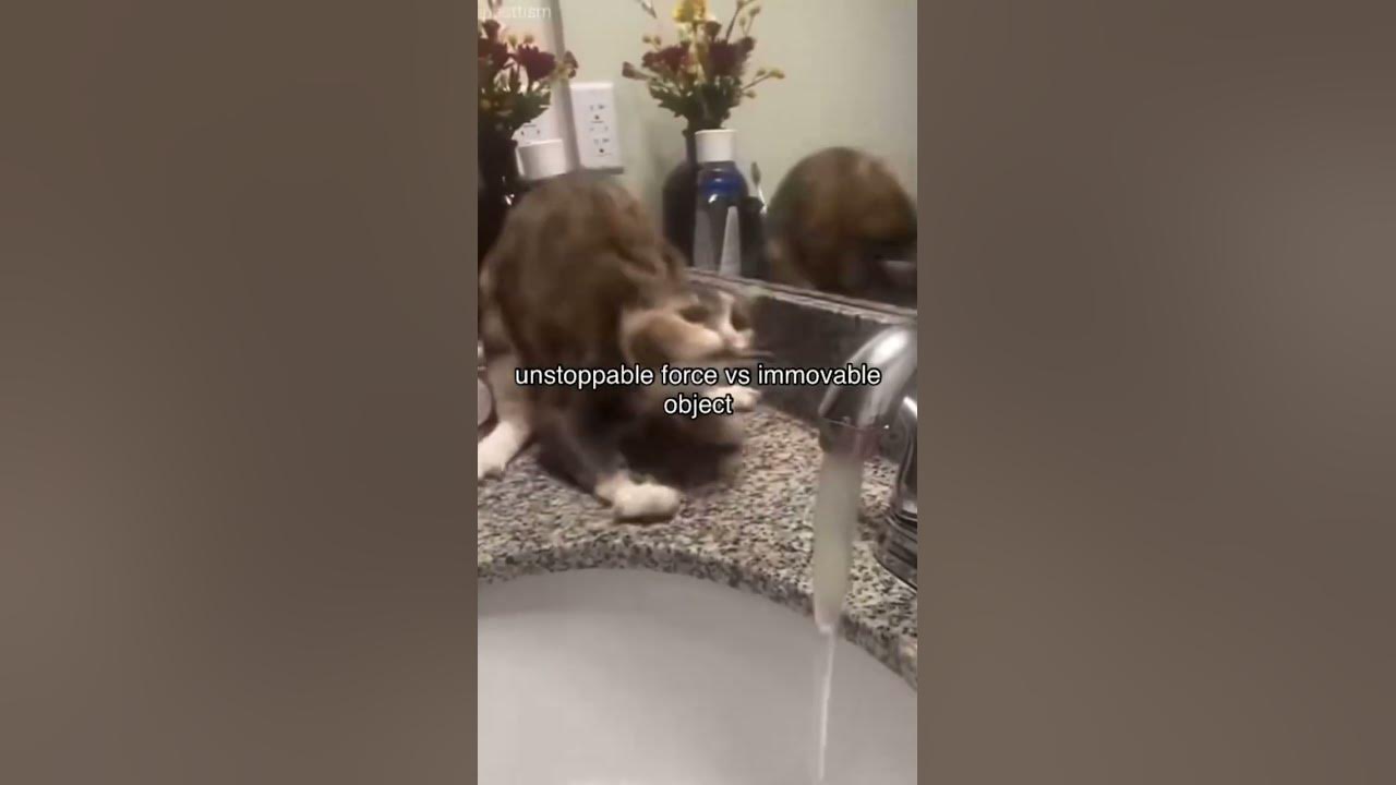 Kittyo like yeah I got that force and new song