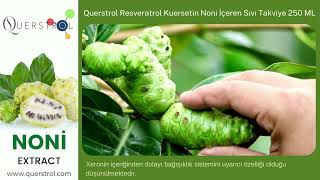 Querstrol 250 Ml Noni Extract