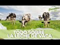 🥛TODO sobre la LECHE DE VACA🥛