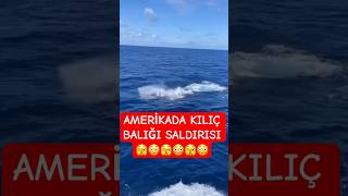 Amerika Da Kılıç Balığı Teknedeki Insanlara Saldırdı
