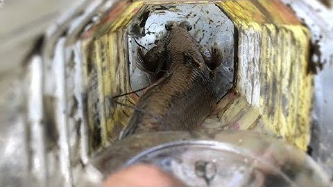 Cách bẫy cá Thòi Lòi đơn giản | Phiêu Lưu Đất Bạc