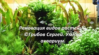 Реновация видов растений. Аквариум 270л. (длинное видео)