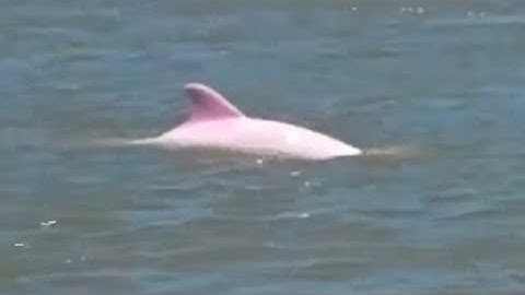 pinkwhale - YouTube