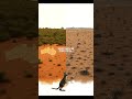 How 24 Rabbits Caused Australia's Worst Ecological Disaster