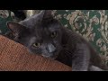 Boss Cats - Korat Cat の動画、YouTube動画。