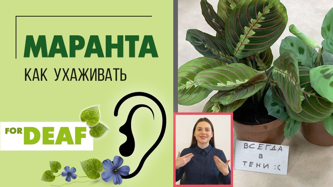 Комнатное растение Маранта { СУРДОПЕРЕВОД } о тенелюбивой красотке ...
